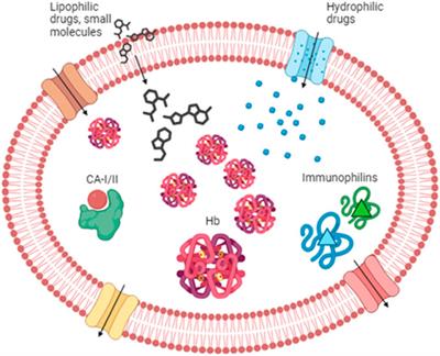Drug transport by red blood cells
